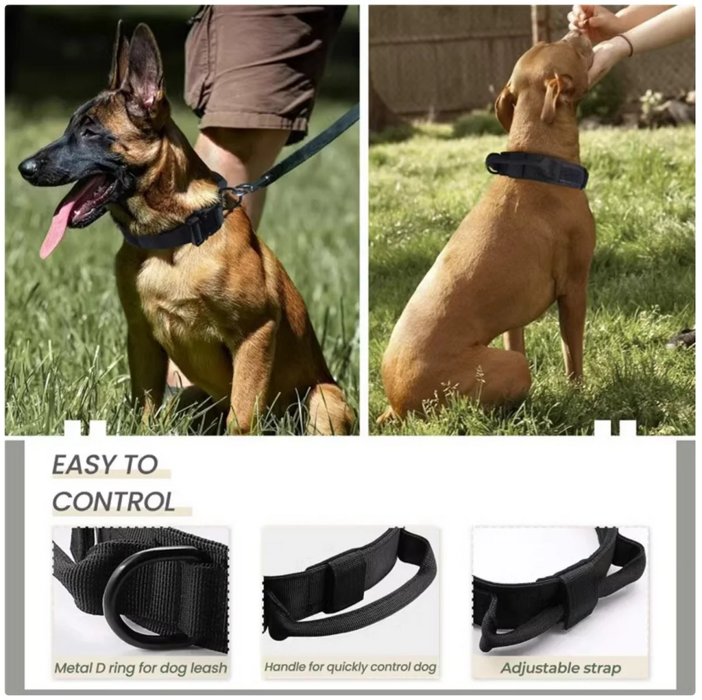 2-in-1 Dog Collar with Retractable Leash – Walk Smarter, Not Harder